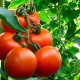 Odatiy sabzavot sifatida qabul qilinadigan pomidor aslida