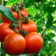 Odatiy sabzavot sifatida qabul qilinadigan pomidor aslida