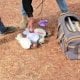 Toshkent viloyati Bo‘stonliq tumanida tezkor va qo‘shma