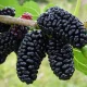 Баҳор фаслининг сўнгги ойи инсон организми учун жуда муҳим