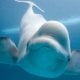 Kanadadagi Marineland dengizida 30 beluga baliqlari xavf