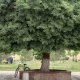Ўзбекистонда ўрмончилик ва яшил ҳудудларни ривожлантириш,