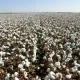 The Ministry of Agriculture reacted to reports circulating