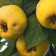 Behi — nafaqat mazali va foydali meva, balki terini