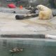 Foto: Videodan kadr 3 may kuni zoologlar tomonidan baland