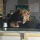 В американском штате Калифорния произошло очень необычное