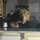A very unusual incident occurred in the U.S. state of