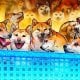 Dogecoin Фоундатион корпоратив бўлинмаси Пахос билан