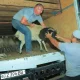 For the purpose of developing livestock farming in