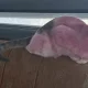 Интернетда тарқалган бир видео жамоатчилик фикрини кескин