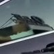 Пойтахтда савдо маркази автотурарғоҳида вояга етмаган шахс