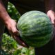 With the arrival of summer, watermelon becomes one of the