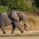 A tragic incident at South Luangwa National Park in Zambia