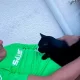 For the German couple, Rafal and Monika Kleinschmidt, cats