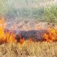 Хоразмда айрим фуқаролар сомон ва ўсимлик қолдиқларини