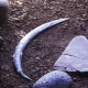 The 40,000-year-old boomerang discovered by archaeologists