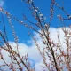 Across Uzbekistan on March 18, the weather is typical for