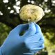 A verdict has been announced in the "mushroom