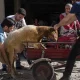 Turkiyada Qurbon hayiti kuni, qurbonlik marosimlari
