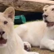 Une rare lionne blanche nommée Luna, vivant dans un zoo en