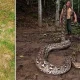 A female giant python captured at the end of 2025 on
