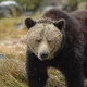 A grizzly bear attack occurred during a school walk in
