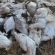 Fransa’da kuş gribiyle ilgili durum yeniden kötüleşti.