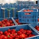O‘zbekistonda so‘nggi yillarda eksport siyosatining