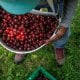 Michigan shtatida gilos yetishtiruvchi fermerlar katta
