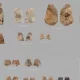 Markaziy Osiyoning qadimiy tarixini o‘zgartirishi mumkin