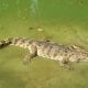 Des rapports faisant état de la présence de crocodiles