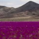 Chile’s Atacama Desert has been unexpectedly covered in