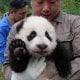 Соңғы он жылда Қытайда тұтқында ұсталған үлкен пандалардың