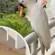 Foto: Videobild In Australien ereignete sich ein lustiger,