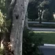 Sosyal medyada, Semerkant şehrindeki ünlü