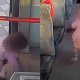 Фото: Видеодан