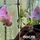 Rossiyaning Zelenograd shahridagi veterinariya klinikasida
