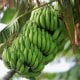 According to Spanish doctor William Arias, green bananas
