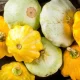 Patisson – although it is less common in Uzbekistan’s