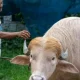 Bangladeş'te yaşayan sıra dışı albino manda,