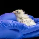 La empresa de biotecnología estadounidense Colossal