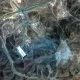 На новых спутниковых снимках от 22 июня видно шесть свежих