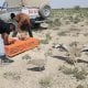 Қорақалпоғистондаги Устюрт текислигига 893 бош йўрға