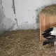 Тошкент вилоятида
