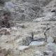The Central Asian cobra and Eastern boa are listed in the