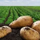 The field of potato cultivation in Uzbekistan is entering