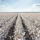 The cotton farmers of Surkhandarya region once again