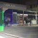 In the city of Tashkent, a bull that escaped from a
