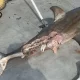 На пляже Сиднея человек погиб в результате нападения