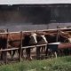 Тошкент вилоятида яна бир ҳужжатсиз мулкни ўзлаштириш
